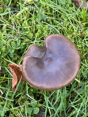 Entoloma