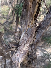 Leptospermum trinervium