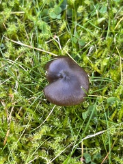 Entoloma