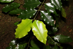 Syzygium unipunctatum