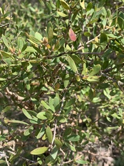 Leptospermum trinervium