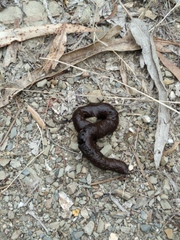 Vertebrata