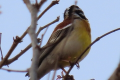 Emberiza flaviventris