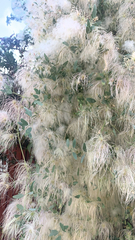 Clematis