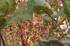Emberiza flaviventris