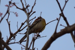 Emberiza flaviventris