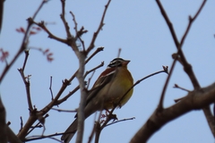 Emberiza flaviventris