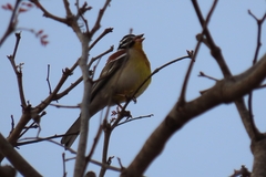 Emberiza flaviventris