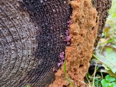 Ascocoryne sarcoides