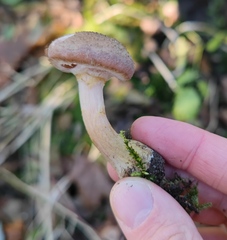 Armillaria cepistipes
