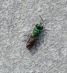 Chrysis ignita