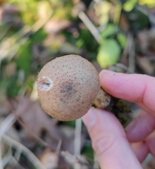 Armillaria cepistipes
