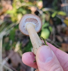 Armillaria cepistipes