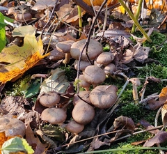 Armillaria cepistipes