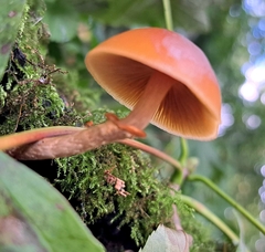 Galerina