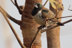 Spermestes cucullata