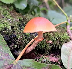 Galerina