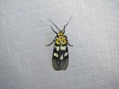 Vitessa