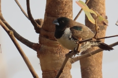 Spermestes cucullata