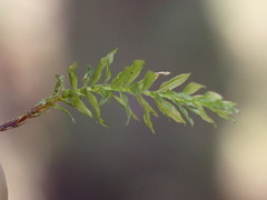 Mnium hornum