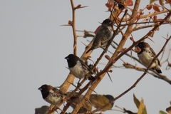 Spermestes cucullata