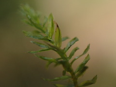 Mnium hornum