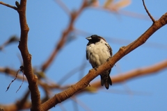 Spermestes cucullata