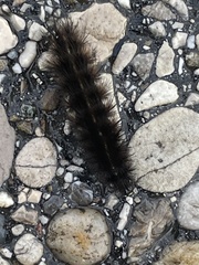 Spilosoma lubricipeda