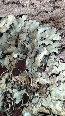 Xanthoparmelia tinctina