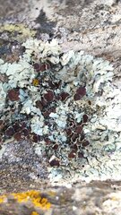 Xanthoparmelia tinctina