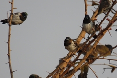 Spermestes cucullata