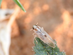 Laodelphax striatella