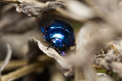 Chrysolina coerulans