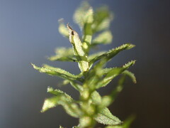 Mnium hornum