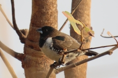 Spermestes cucullata