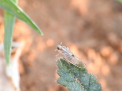 Laodelphax striatella