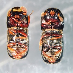 Corthylus columbianus