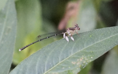 Platycnemis phyllopoda