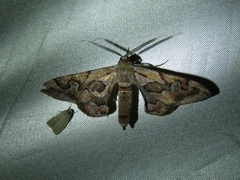 Hypochrosis binexata