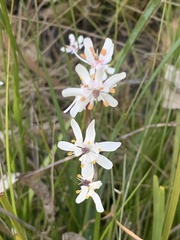 Wurmbea biglandulosa