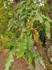 Quercus libani