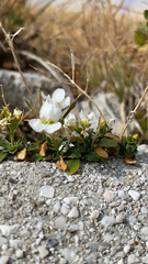 Arabis vochinensis