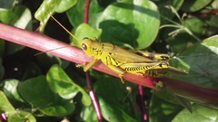Melanoplus differentialis