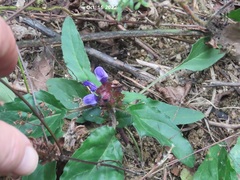Prunella vulgaris