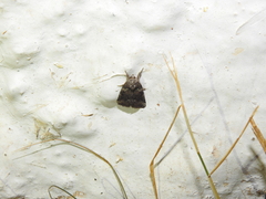 Bryophila vandalusiae