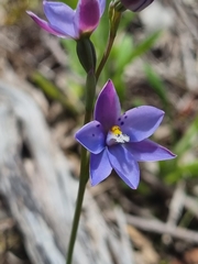 Thelymitra juncifolia