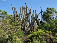 Cereus stenogonus