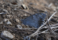 Hipparchia statilinus