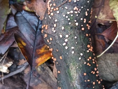 Nectria cinnabarina