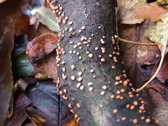 Nectria cinnabarina